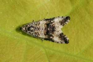 Copie de IMG_3673.jpg