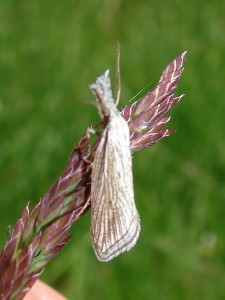 Minetia crinitus (2).JPG