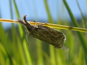 Minetia crinitus (1).JPG