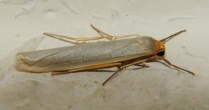 DSC01496.JPG