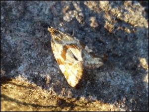 Le Thyl 22-05 (5).jpg
