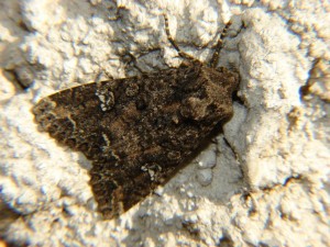 DSC01516.JPG