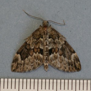 Copie de IMG_3948.jpg