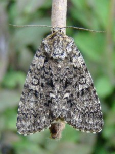 Acronicta auricoma.JPG