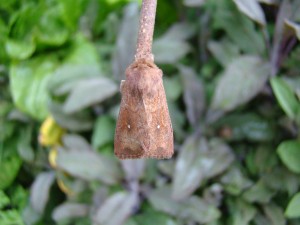 Aletia albipuncta.JPG