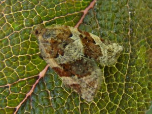 Argyrotaenia ljungiana.JPG