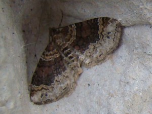 Xanthorhoe spadicearia.JPG