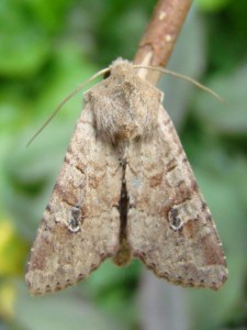 Apamea sordens.JPG