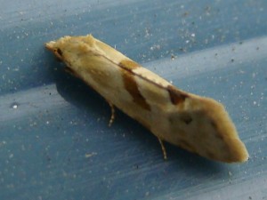 Aethes smeathmanniana.JPG