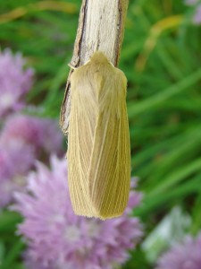 Aletia pallens.JPG