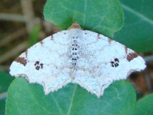 Macaria alternata.JPG