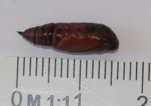 chrysalide 2010.05.24 (2p).jpg