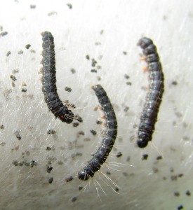 Chenilles de Bombyx laineux ou Laineuse du cerisier (3).JPG