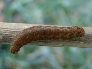 Copie de DSC05335.JPG