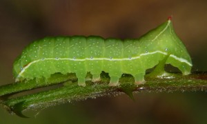 P1030644 a.jpg