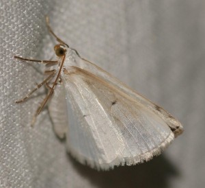4084 Geometridae Lomographa temerata, Phalène satinée 2010.05.24 (1p).jpg