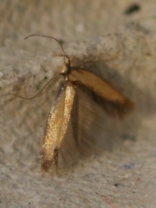 0405 Tinidae tininae Tinea semifulvella 2010.05.24 (2p).jpg