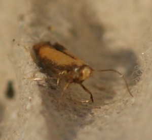 0405 Tinidae tininae Tinea semifulvella 2010.05.24 (5p).jpg