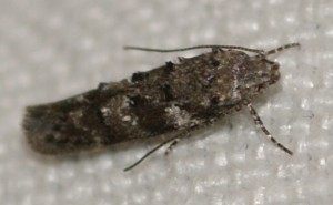 1571 à v. Gelechiidae Teleiopsis diffinis 2010.05.24 (1p).jpg