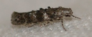 1571 à v. Gelechiidae Teleiopsis diffinis 2010.05.24 (2p).jpg