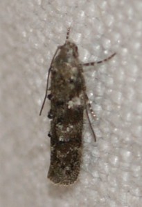 1571 à v. Gelechiidae Teleiopsis diffinis 2010.05.24 (3p).jpg