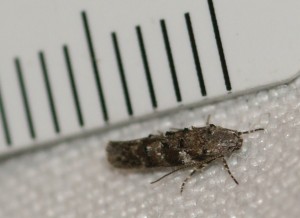 1571 à v. Gelechiidae Teleiopsis diffinis 2010.05.24 (4p).jpg