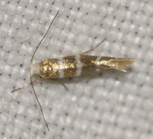 Argyresthia trifasciata (2p).jpg