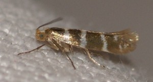 Argyresthia trifasciata (5p).jpg