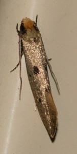 406 Tineidae Tinea trinotella 2010.05.24 (2r).jpg