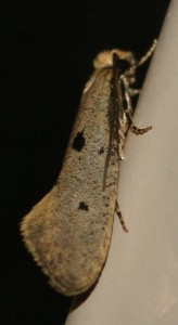 406 Tineidae Tinea trinotella 2010.05.24 (5p).jpg