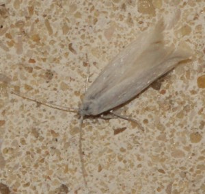 22 Opostegidae oposteginae Opostega salaciella... 2010.05.24 (1p).jpg