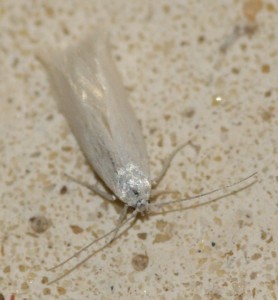 22 Opostegidae oposteginae Opostega salaciella... 2010.05.24 (2p).jpg