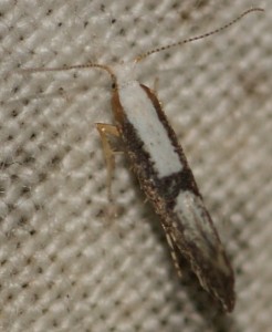 Argyresthia pruniella (2p).jpg