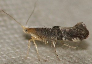 Argyresthia pruniella (1p).jpg
