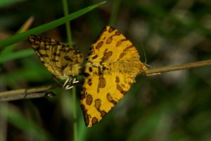 _ICT4075 Pseudopanthera macularia.jpg