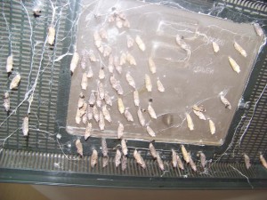 aglaisurticae2.jpg