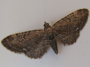 Eupithecia abbreviata (Carvin).JPG
