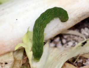 P.meticulosa_2122.jpg