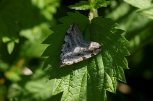 Aplocera sp.JPG