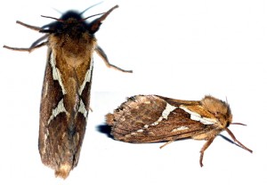 papillon 3.jpg