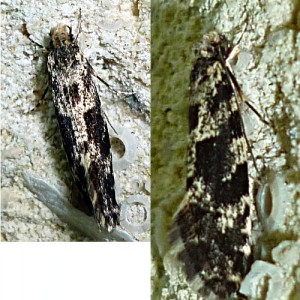 papillon 2.jpg