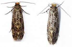 papillon 1.jpg
