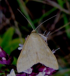 determiner 1108 2008.jpg