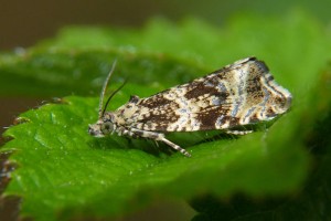 P1030850 a Celypha lacunana.jpg