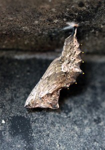 Nymphe .N.polychloros-ppc2140.jpg