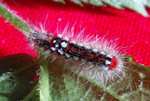 Euproctis similis1.jpg