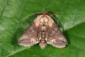 DSC_2730.JPG