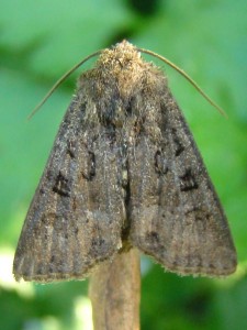 Copie de DSC09930.JPG
