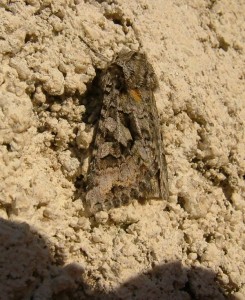 DSCF0538.JPG