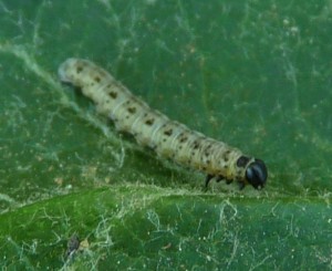 Yponomeuta evonymella Aarts Tiineke Degagnac 04062010 .jpg